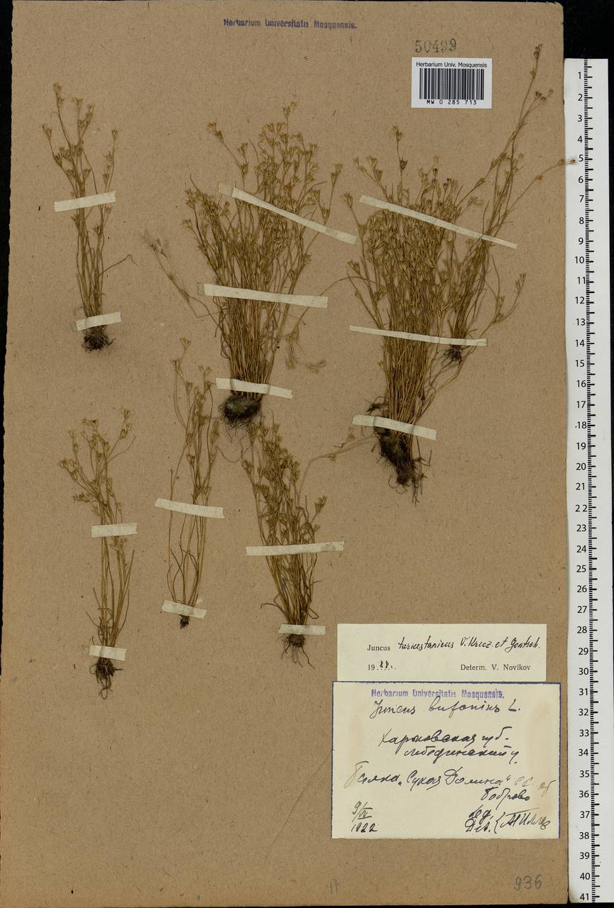 Juncus turkestanicus Krecz. & Gontsch., Eastern Europe, North Ukrainian region (E11) (Ukraine)
