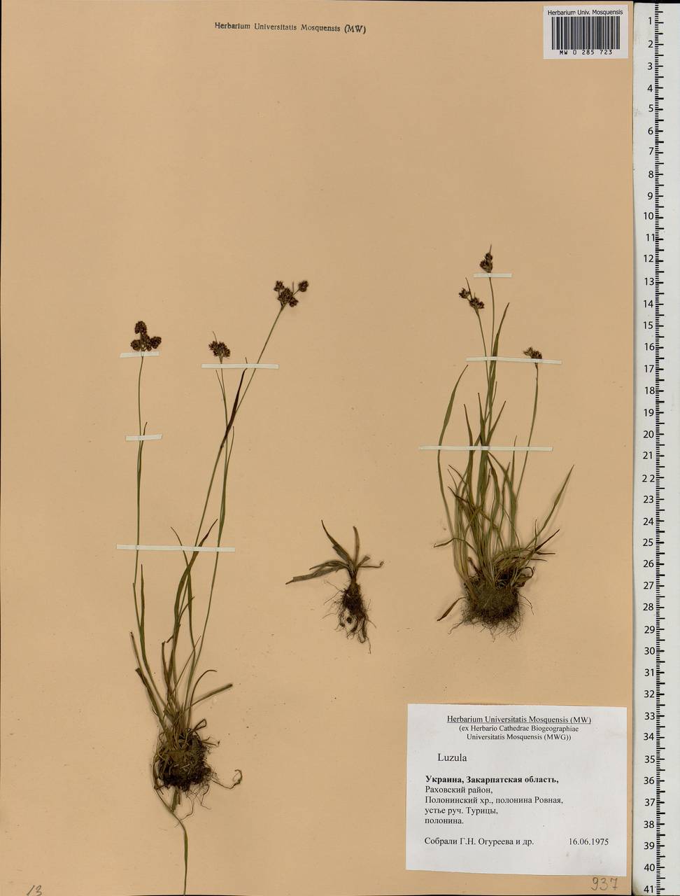 Luzula, Eastern Europe, West Ukrainian region (E13) (Ukraine)