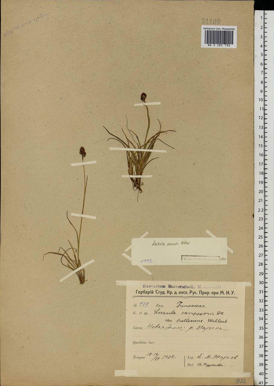 Luzula arcuata (Wahlenb.) Sw., Eastern Europe, Northern region (E1) (Russia)