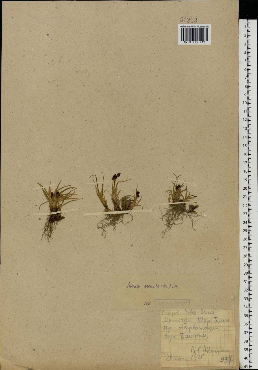 Luzula arcuata (Wahlenb.) Sw., Eastern Europe, Northern region (E1) (Russia)