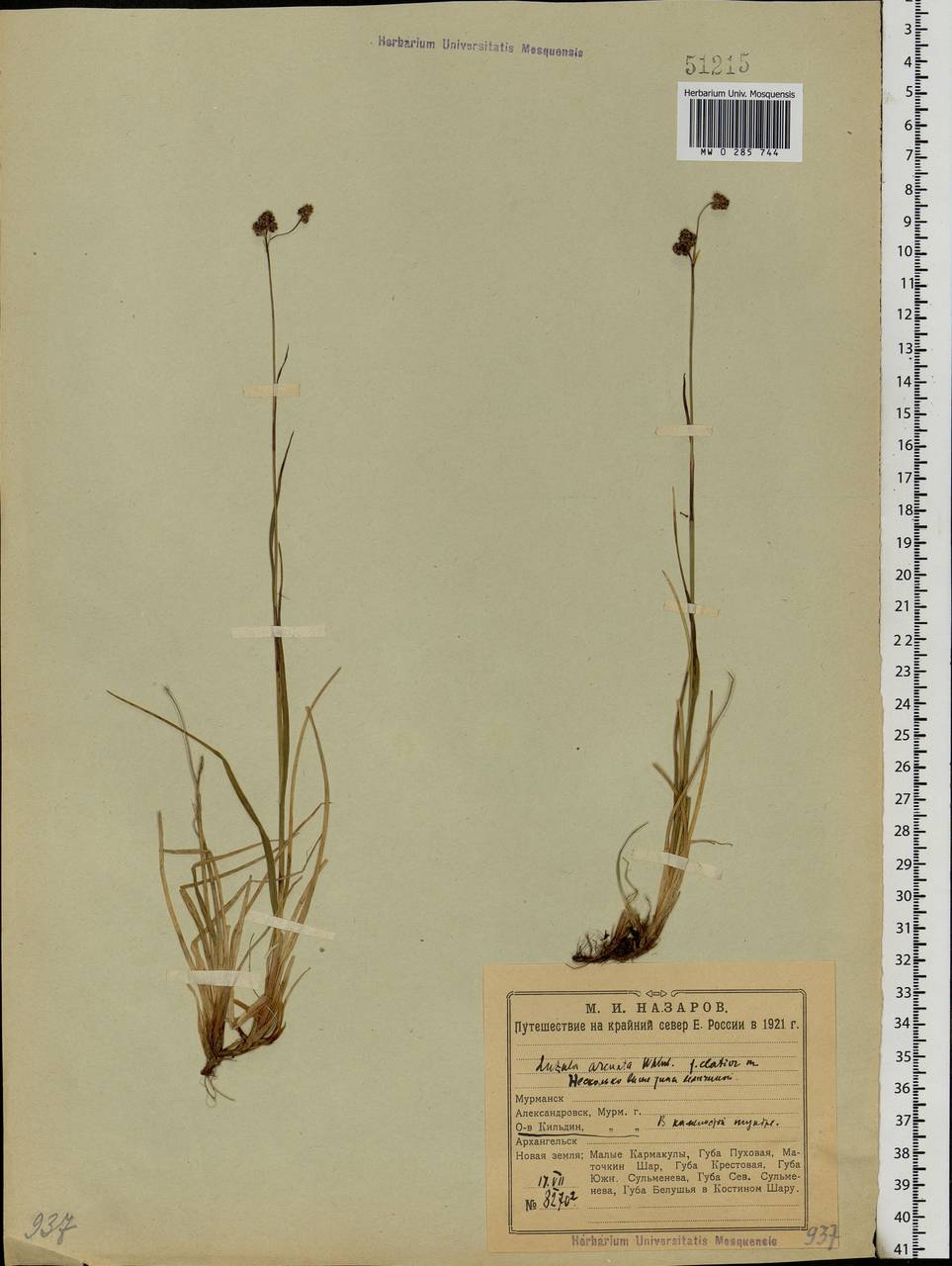 Luzula arcuata (Wahlenb.) Sw., Eastern Europe, Northern region (E1) (Russia)