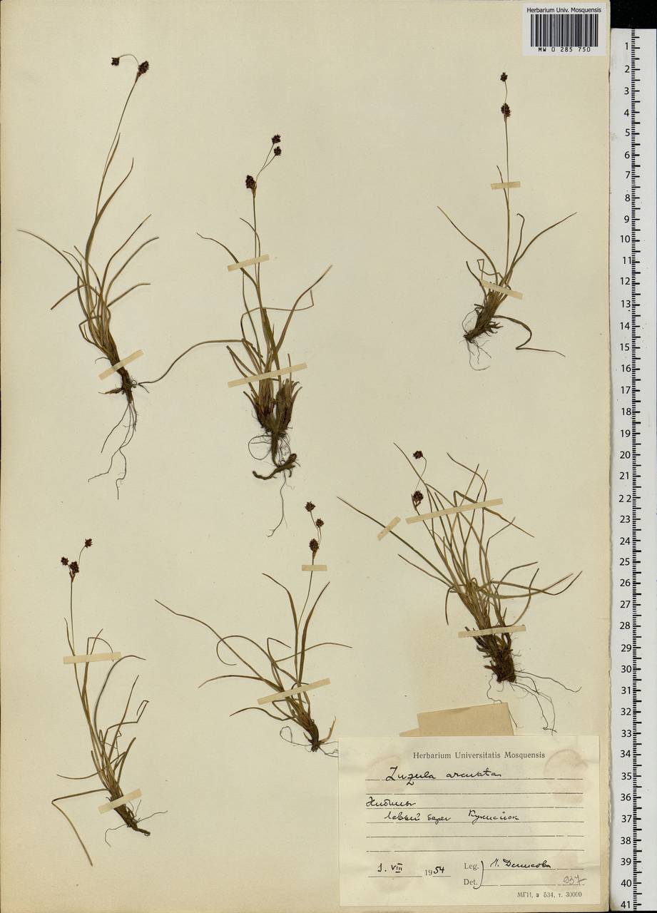 Luzula arcuata (Wahlenb.) Sw., Eastern Europe, Northern region (E1) (Russia)