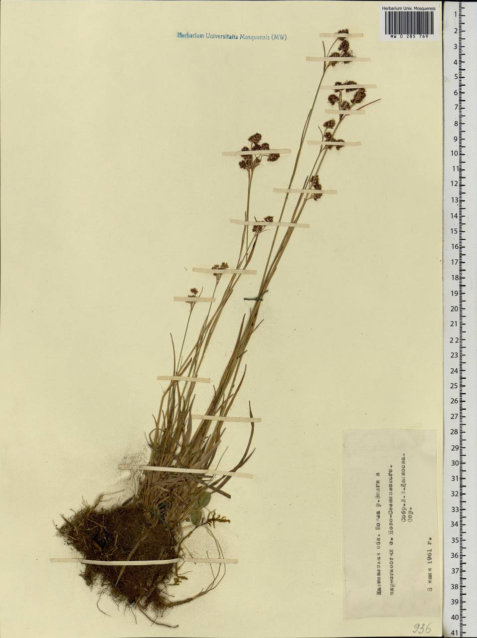 Luzula campestris (L.) DC., Eastern Europe, North-Western region (E2) (Russia)