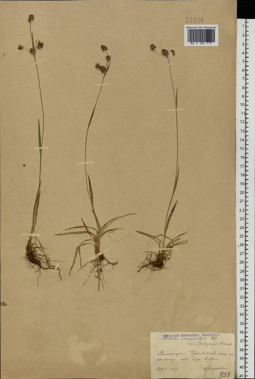 Luzula campestris (L.) DC., Eastern Europe, South Ukrainian region (E12) (Ukraine)