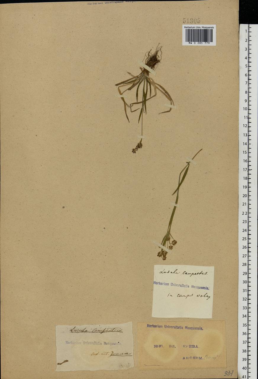 Luzula campestris (L.) DC., Eastern Europe, North Ukrainian region (E11) (Ukraine)