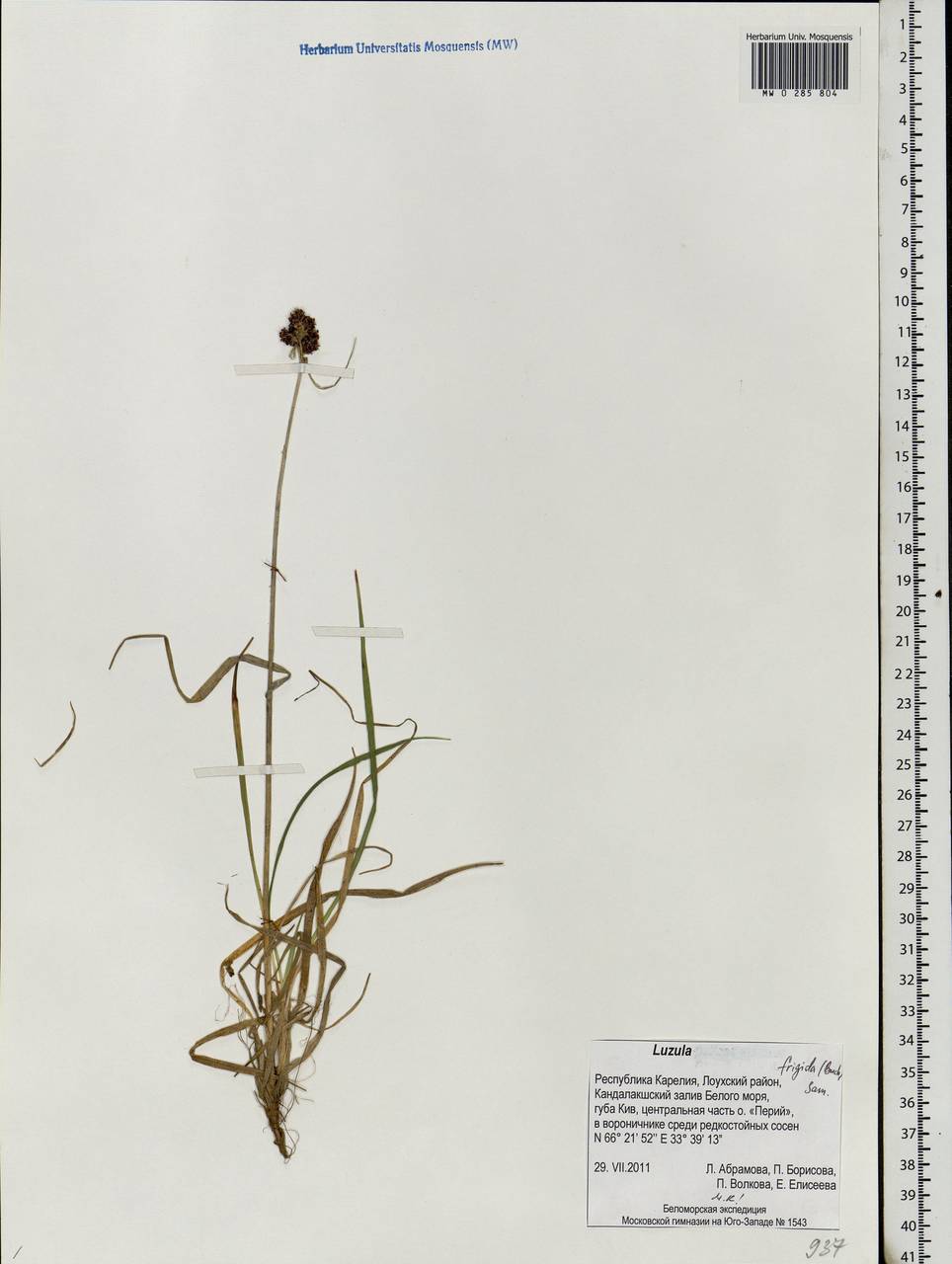 Luzula multiflora subsp. frigida (Buch.) V.I. Krecz., Eastern Europe, Northern region (E1) (Russia)