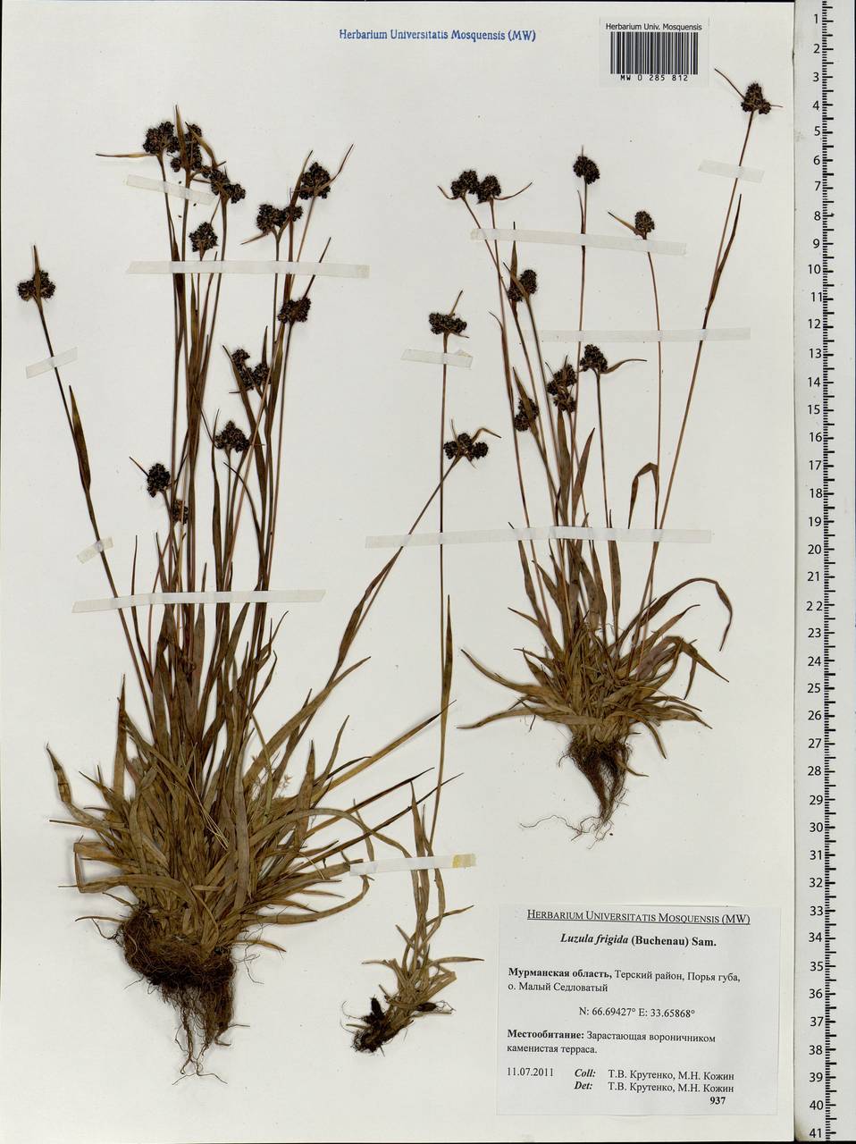 Luzula multiflora subsp. frigida (Buch.) V.I. Krecz., Eastern Europe, Northern region (E1) (Russia)