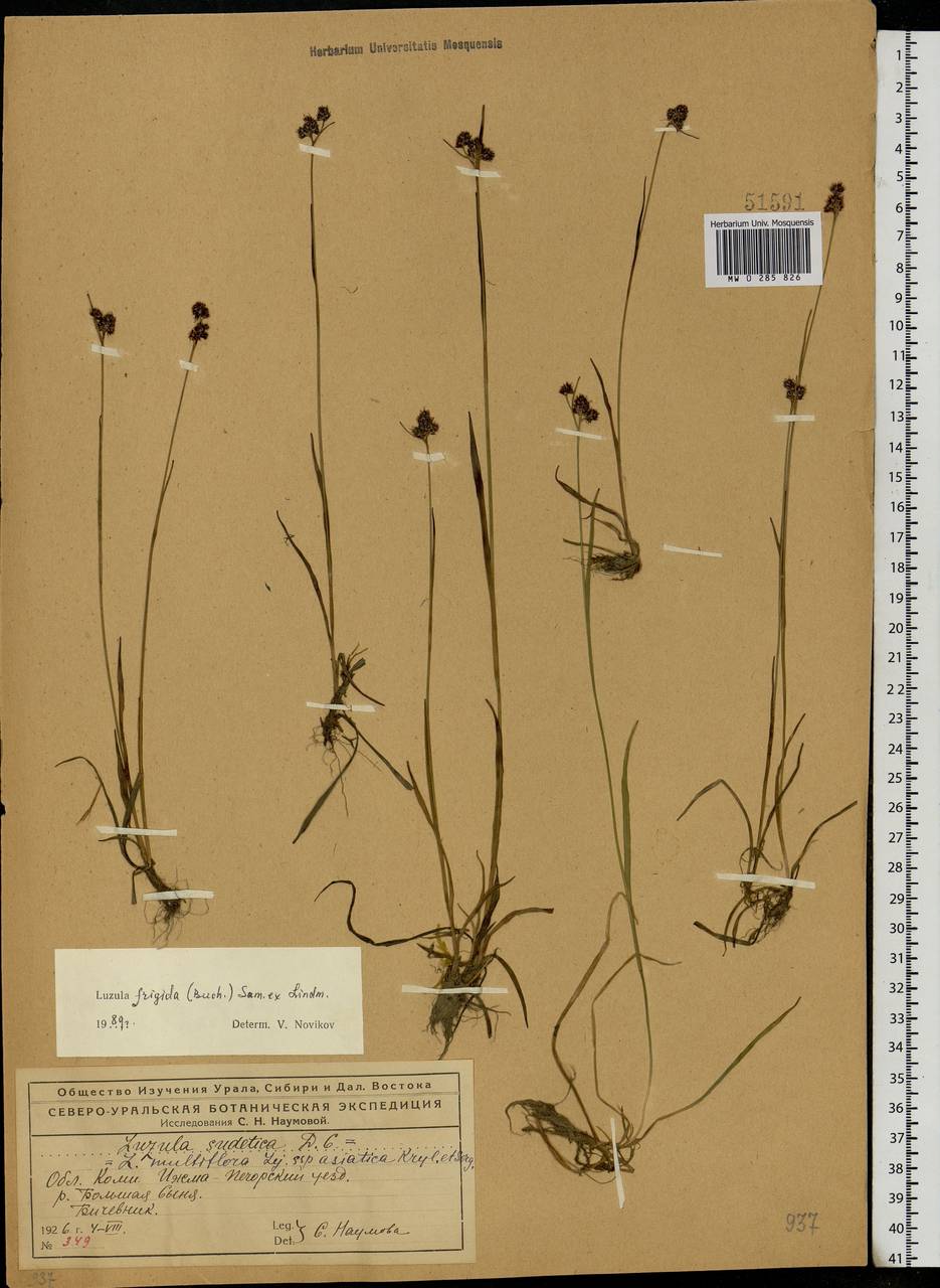 Luzula multiflora subsp. frigida (Buch.) V.I. Krecz., Eastern Europe, Northern region (E1) (Russia)