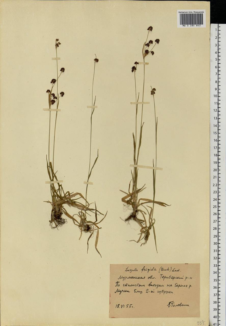 Luzula multiflora subsp. frigida (Buchenau) V. I. Krecz., Eastern Europe, Northern region (E1) (Russia)