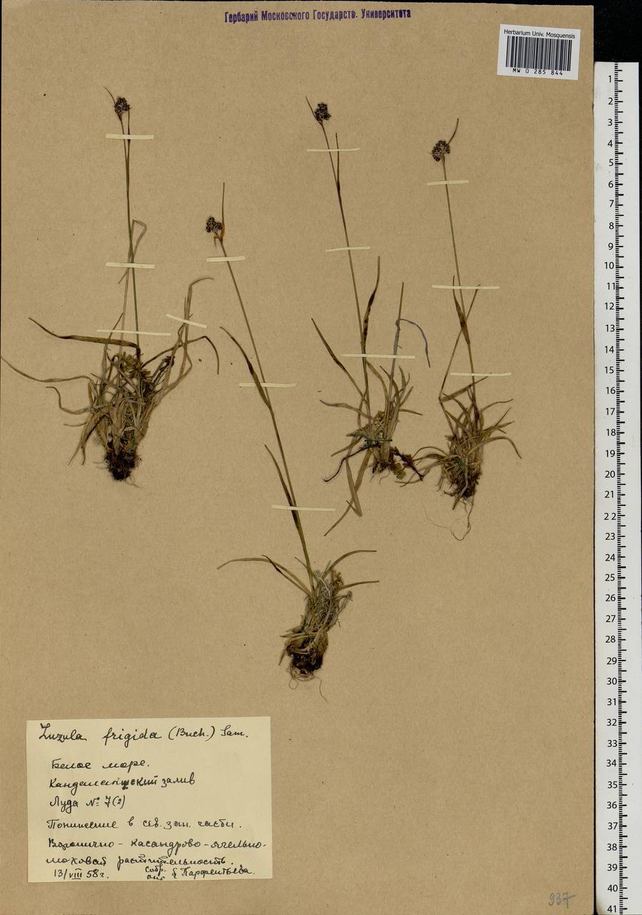 Luzula multiflora subsp. frigida (Buchenau) V. I. Krecz., Eastern Europe, Northern region (E1) (Russia)