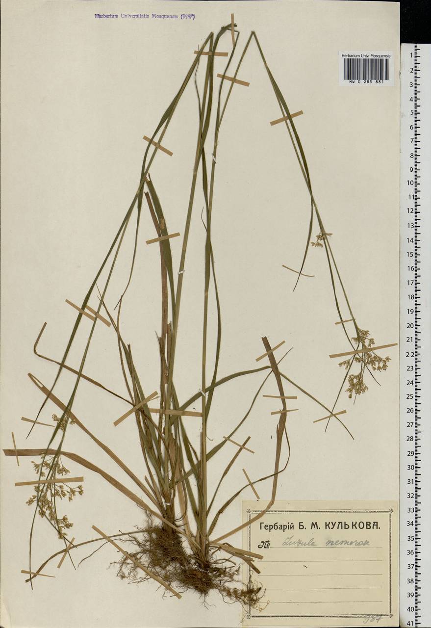 Luzula luzuloides (Lam.) Dandy & Wilmott, Eastern Europe, North-Western region (E2) (Russia)