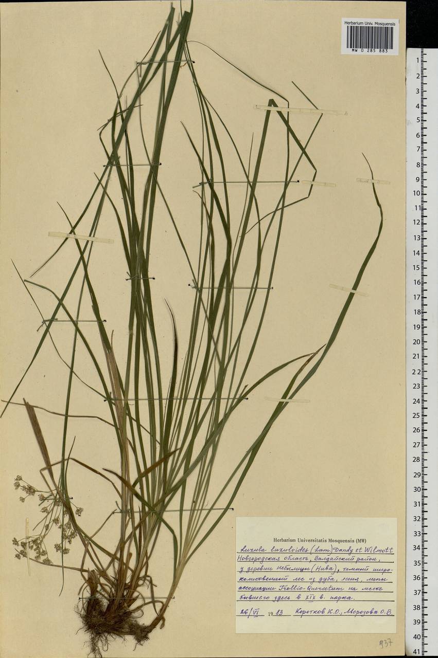 Luzula luzuloides (Lam.) Dandy & E.Willm., Eastern Europe, North-Western region (E2) (Russia)