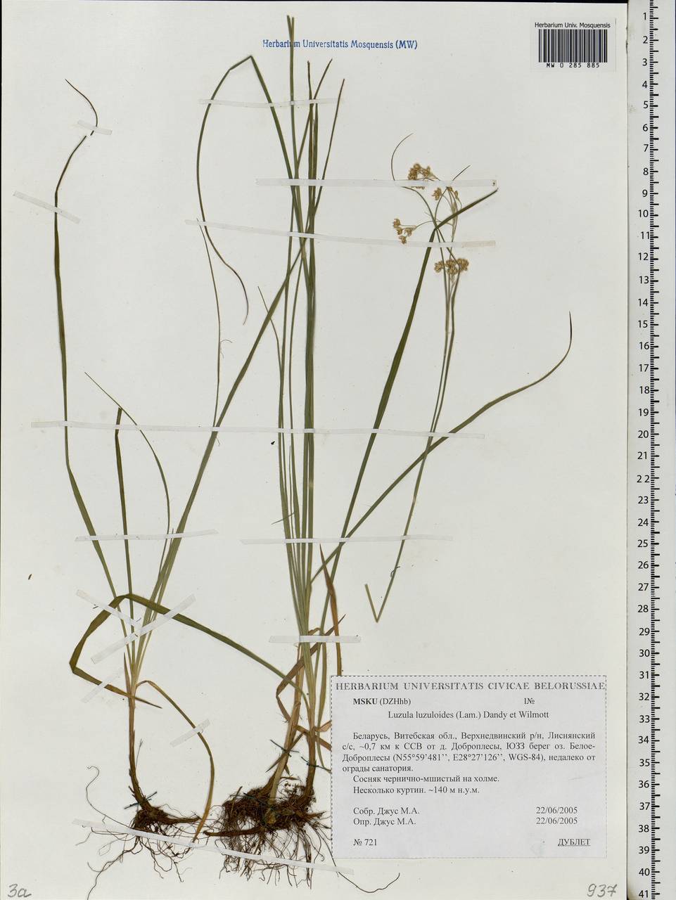 Luzula luzuloides (Lam.) Dandy & E.Willm., Eastern Europe, Belarus (E3a) (Belarus)
