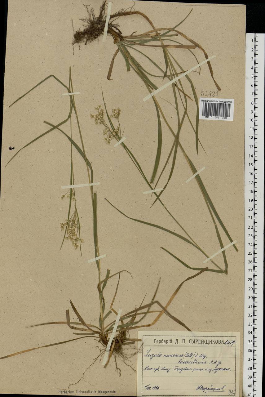 Luzula luzuloides (Lam.) Dandy & E.Willm., Eastern Europe, Moscow region (E4a) (Russia)