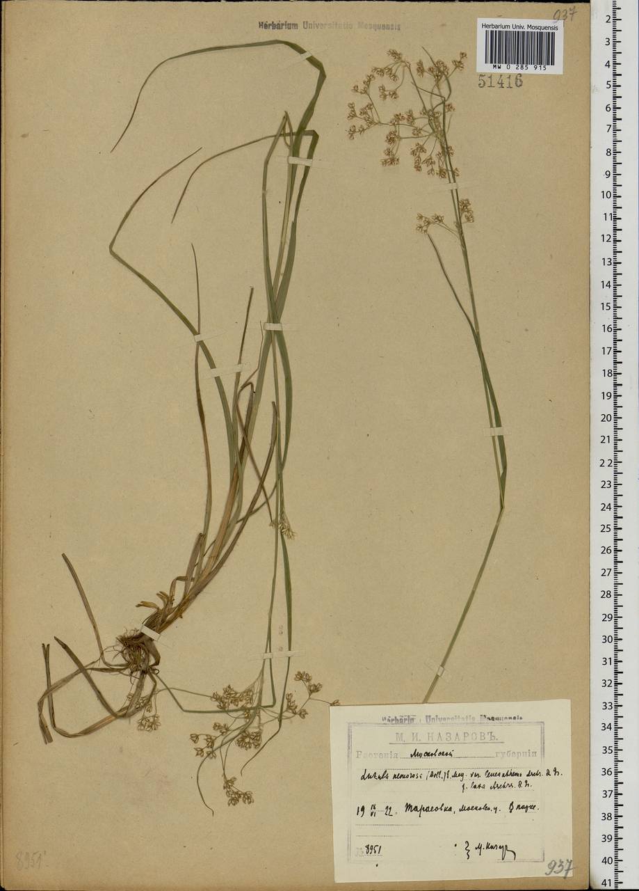 Luzula luzuloides (Lam.) Dandy & E.Willm., Eastern Europe, Moscow region (E4a) (Russia)