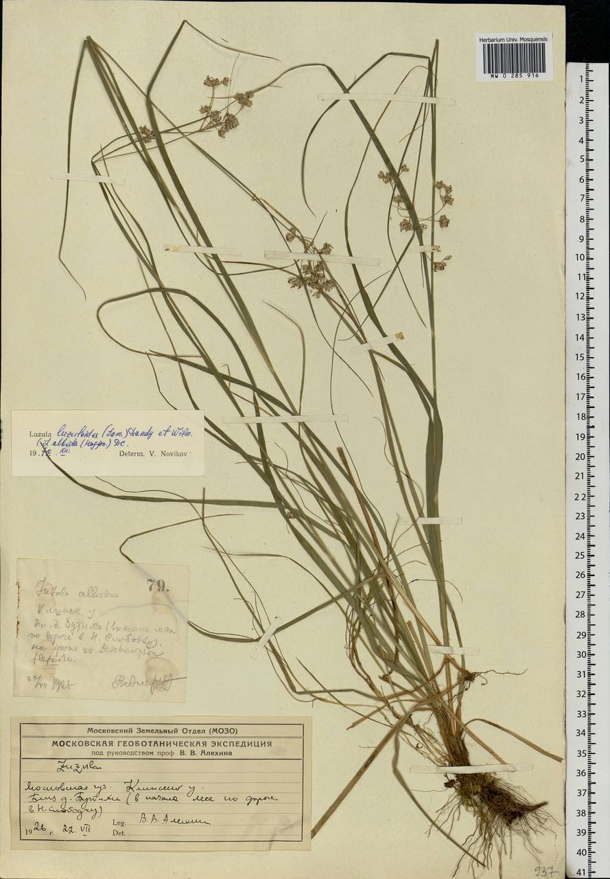 Luzula luzuloides (Lam.) Dandy & Wilmott, Eastern Europe, Moscow region (E4a) (Russia)