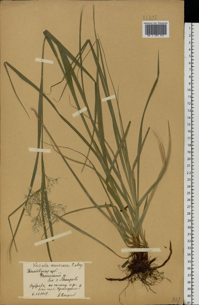Luzula luzuloides (Lam.) Dandy & E.Willm., Eastern Europe, Central forest-and-steppe region (E6) (Russia)