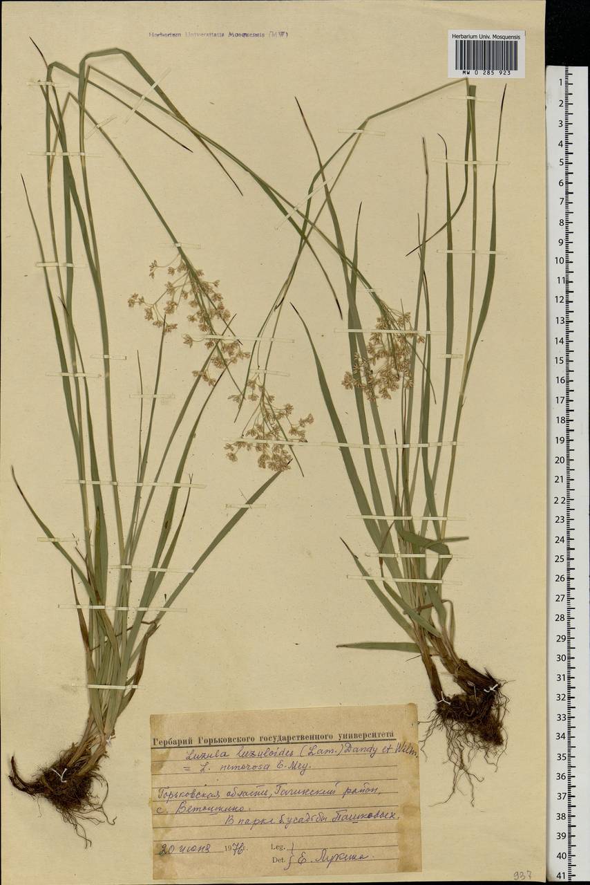 Luzula luzuloides (Lam.) Dandy & E.Willm., Eastern Europe, Volga-Kama region (E7) (Russia)