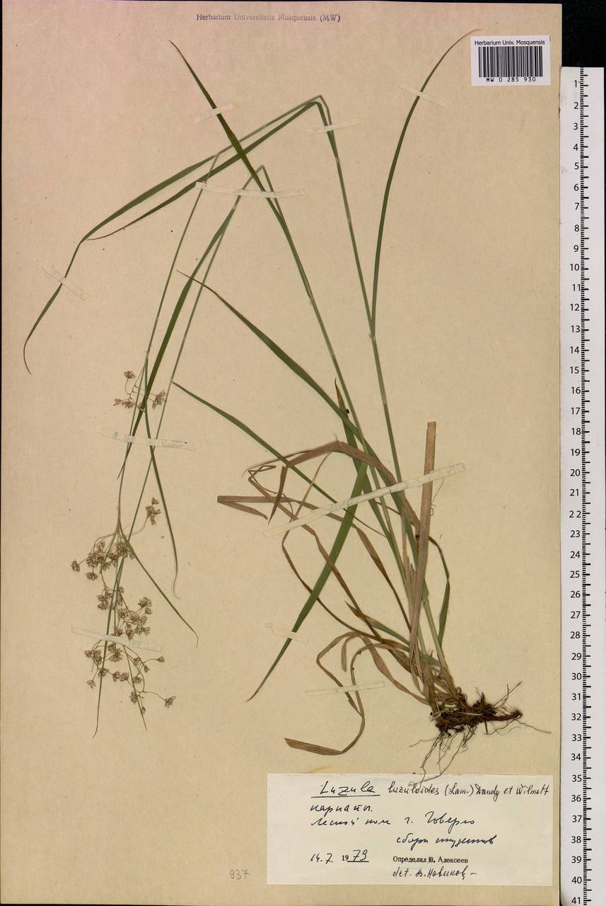 Luzula luzuloides (Lam.) Dandy & Wilmott, Eastern Europe, West Ukrainian region (E13) (Ukraine)