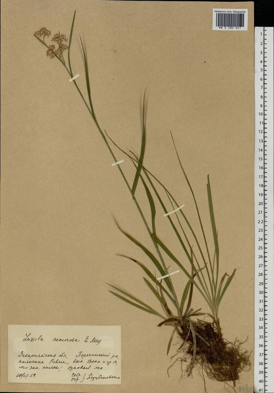 Luzula luzuloides (Lam.) Dandy & Wilmott, Eastern Europe, West Ukrainian region (E13) (Ukraine)