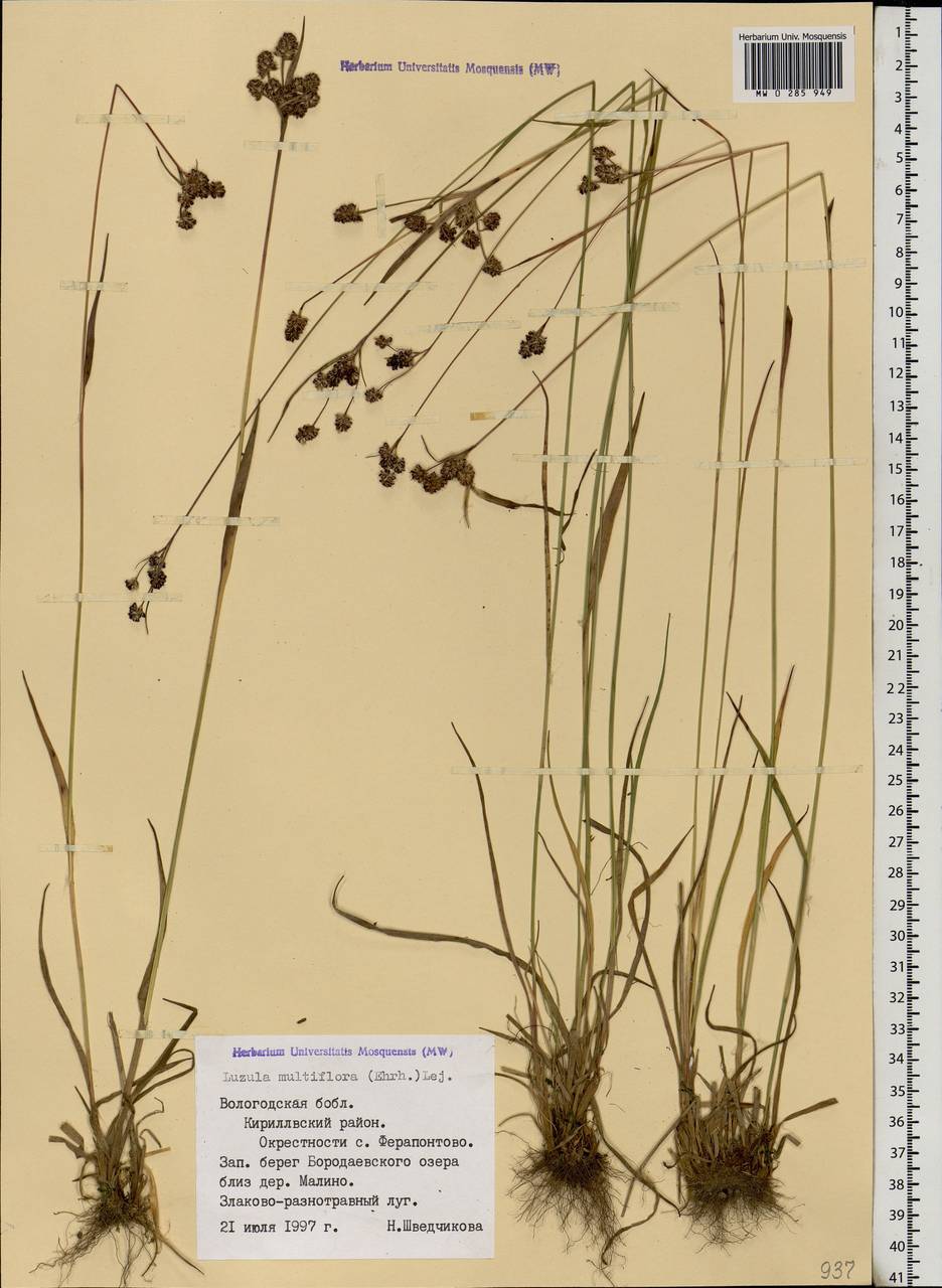 Luzula multiflora (Ehrh.) Lej., Eastern Europe, Northern region (E1) (Russia)