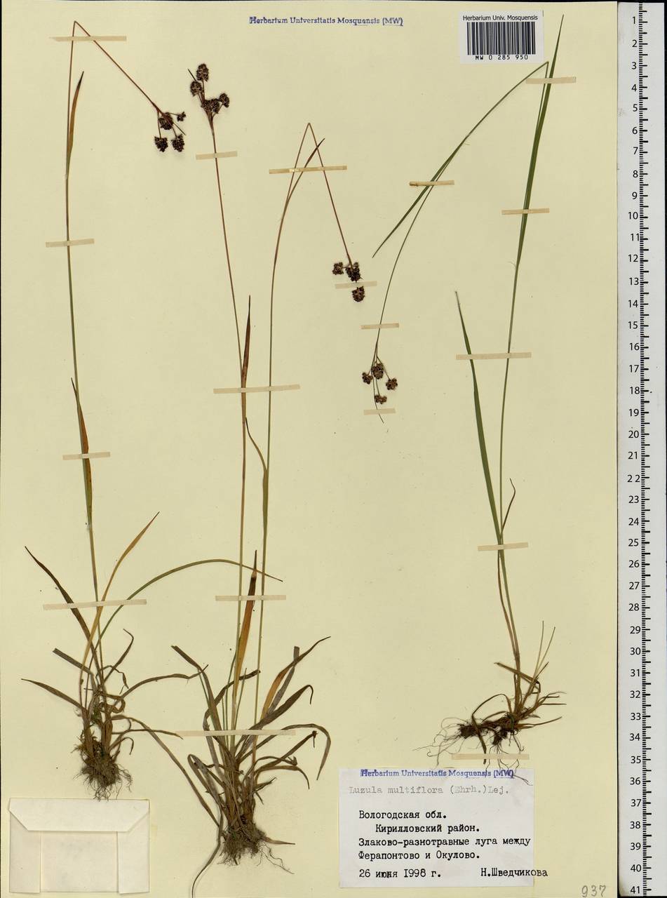 Luzula multiflora (Ehrh.) Lej., Eastern Europe, Northern region (E1) (Russia)