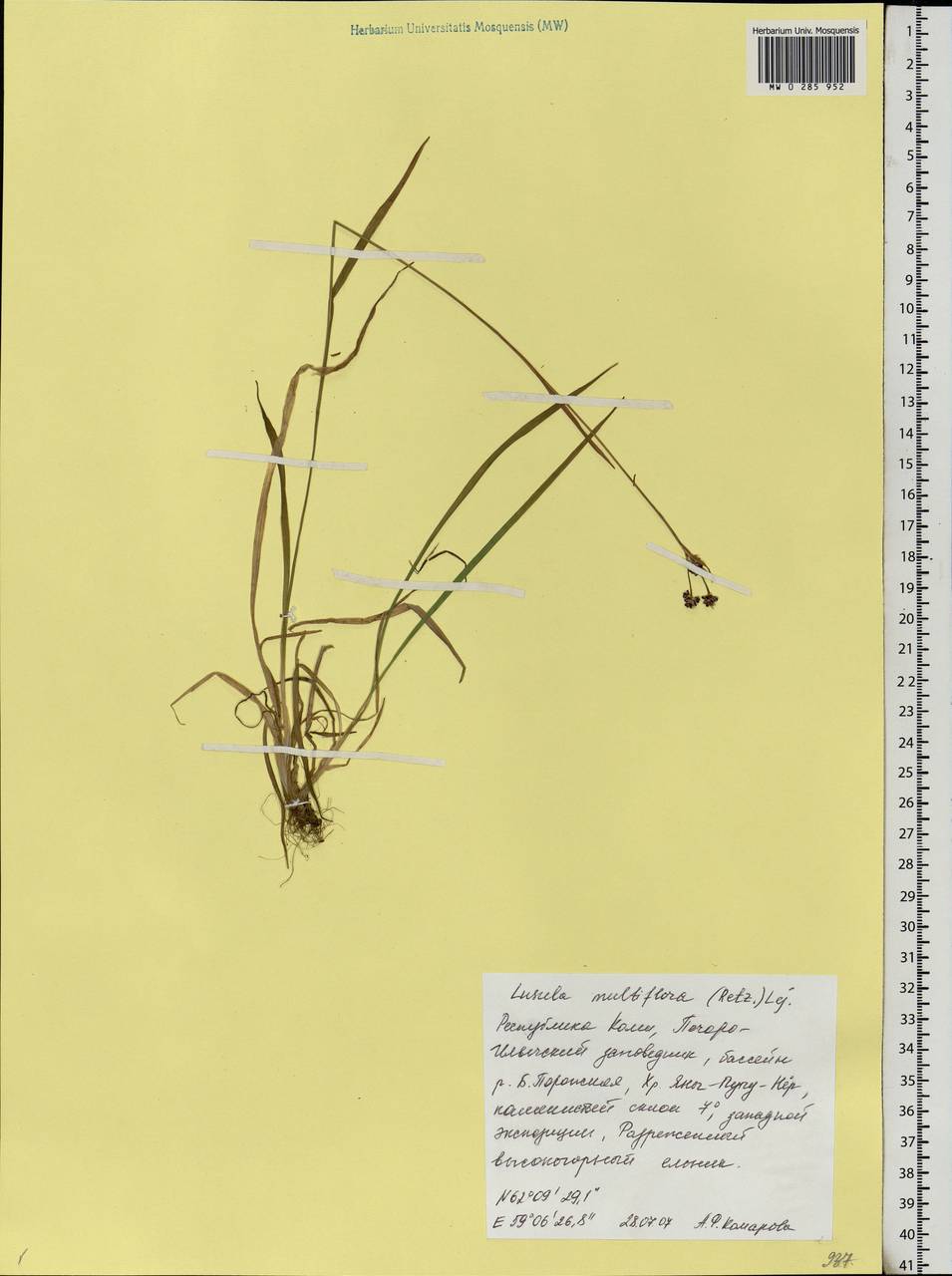 Luzula multiflora (Ehrh.) Lej., Eastern Europe, Northern region (E1) (Russia)