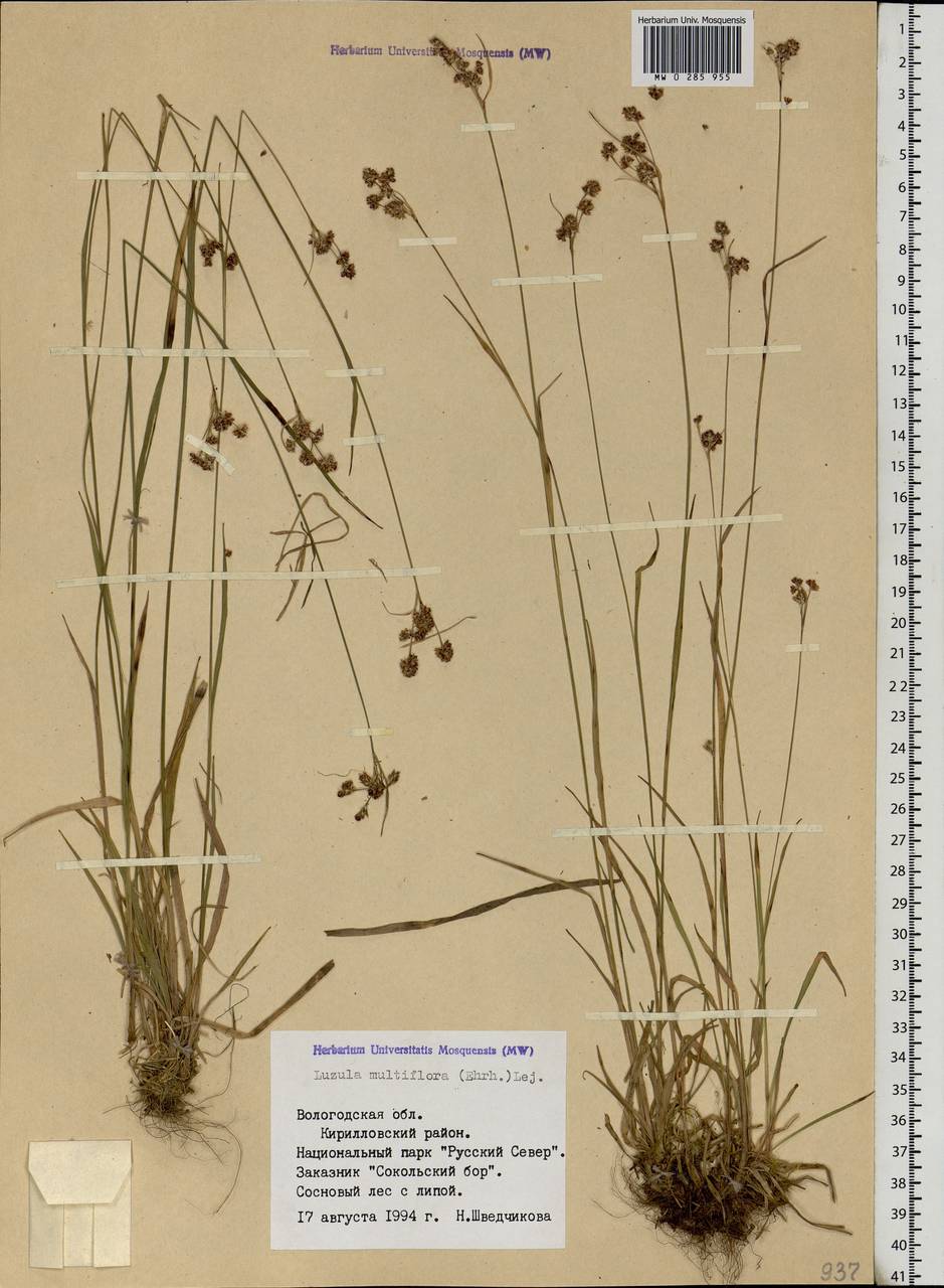 Luzula multiflora (Ehrh.) Lej., Eastern Europe, Northern region (E1) (Russia)