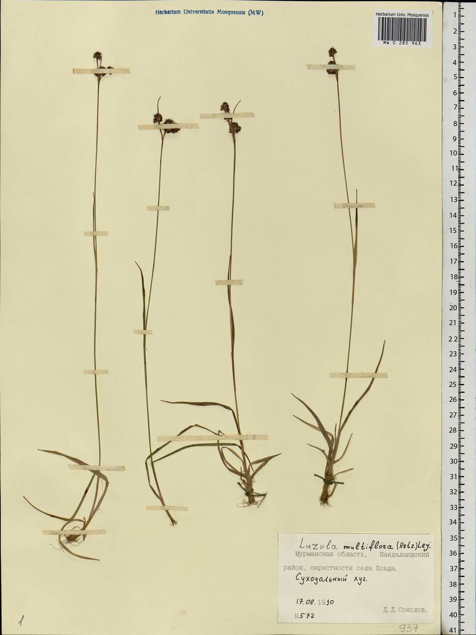 Luzula multiflora (Ehrh.) Lej., Eastern Europe, Northern region (E1) (Russia)