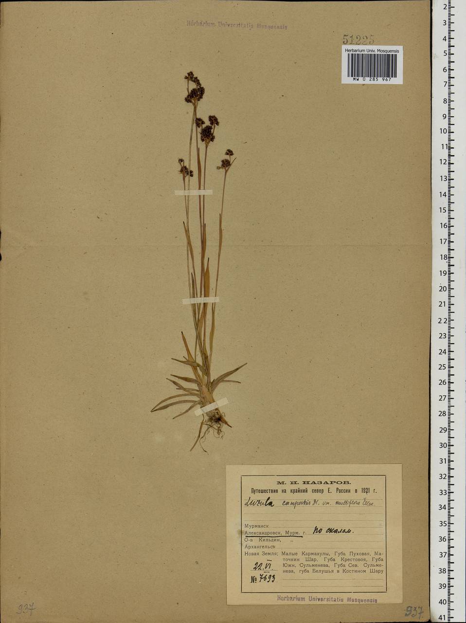 Luzula multiflora (Ehrh.) Lej., Eastern Europe, Northern region (E1) (Russia)