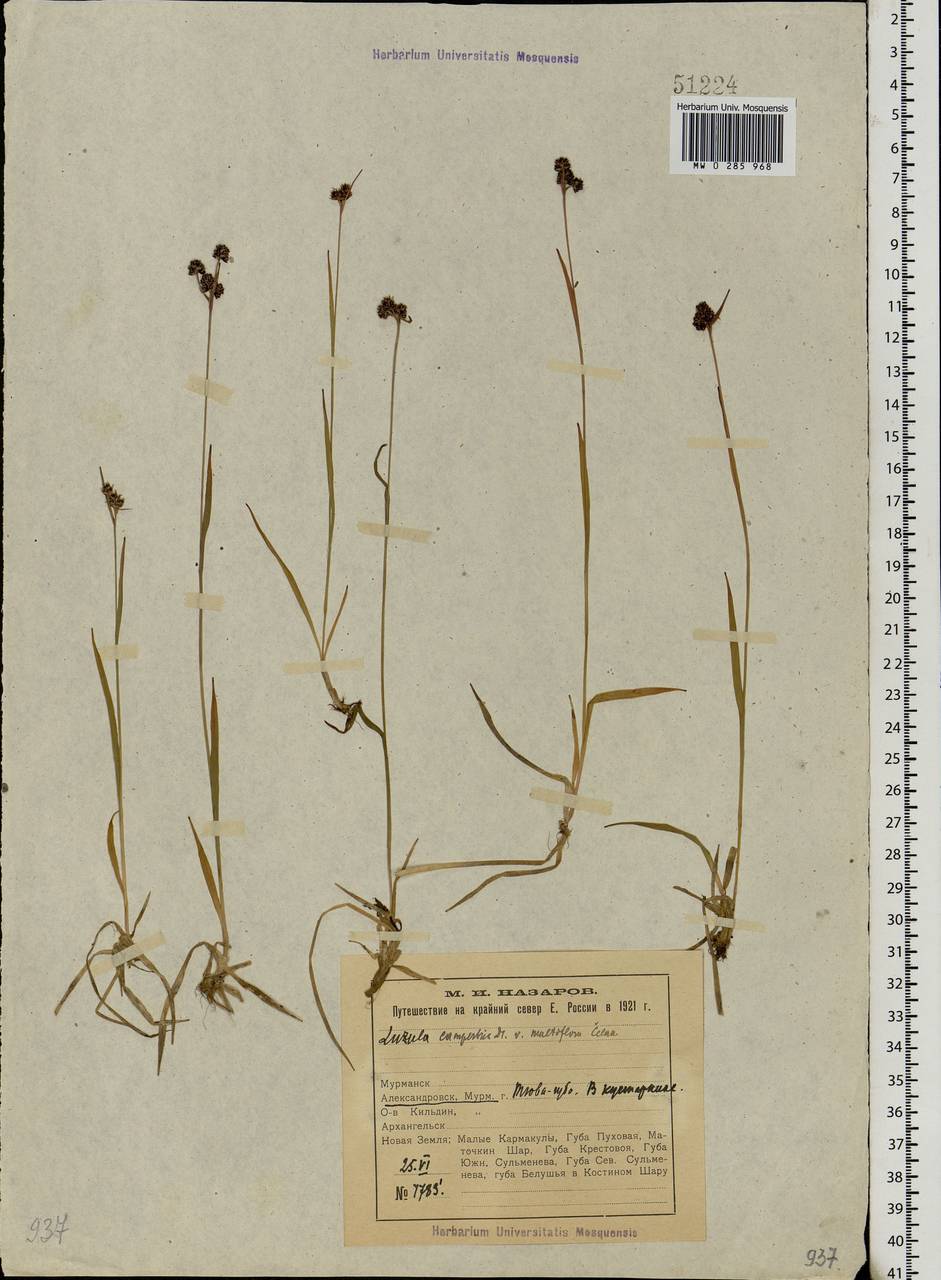 Luzula multiflora (Ehrh.) Lej., Eastern Europe, Northern region (E1) (Russia)