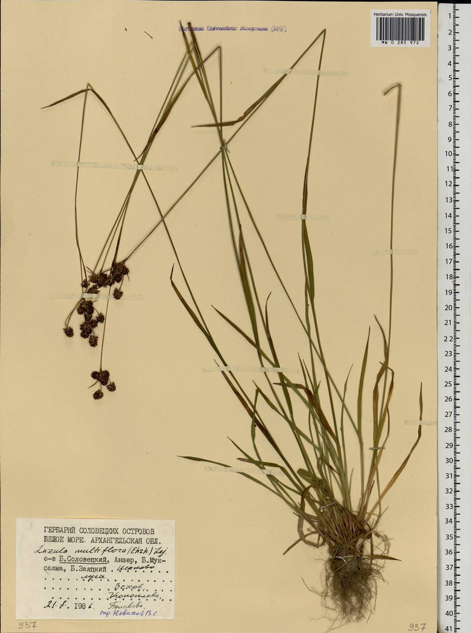 Luzula multiflora (Ehrh.) Lej., Eastern Europe, Northern region (E1) (Russia)