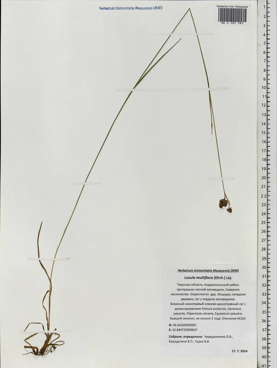 Luzula multiflora (Ehrh.) Lej., Eastern Europe, North-Western region (E2) (Russia)