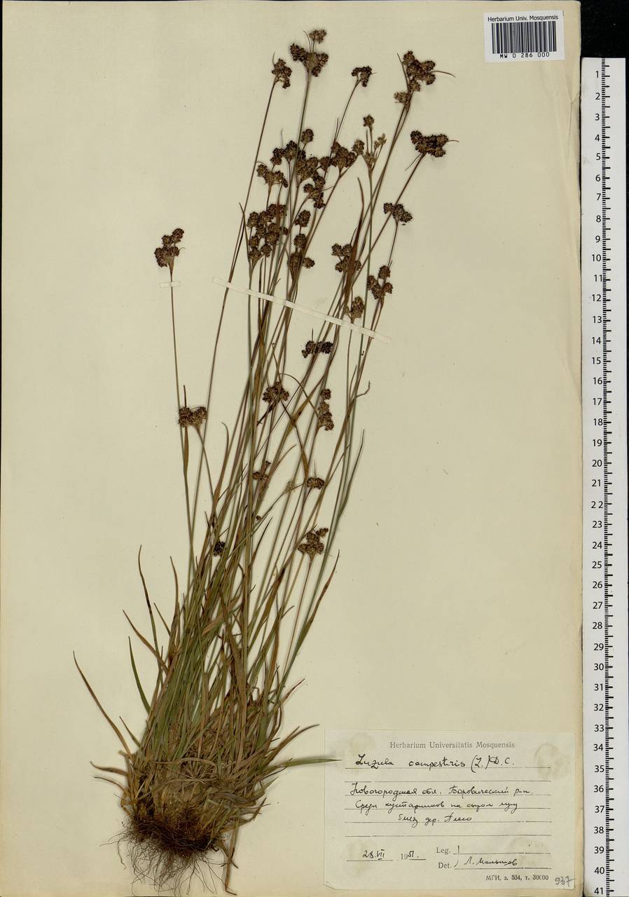 Luzula multiflora (Ehrh.) Lej., Eastern Europe, North-Western region (E2) (Russia)