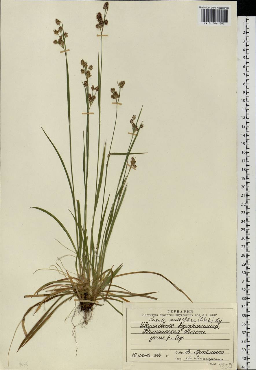Luzula multiflora (Ehrh.) Lej., Eastern Europe, North-Western region (E2) (Russia)