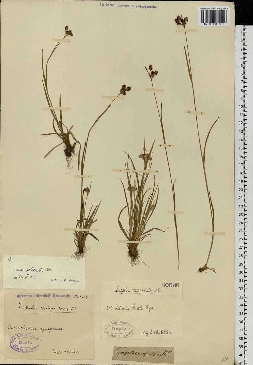 Luzula multiflora (Ehrh.) Lej., Eastern Europe, Latvia (E2b) (Latvia)