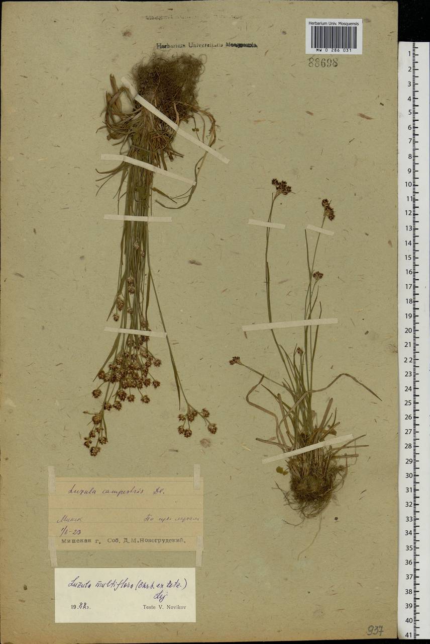 Luzula multiflora (Ehrh.) Lej., Eastern Europe, Belarus (E3a) (Belarus)