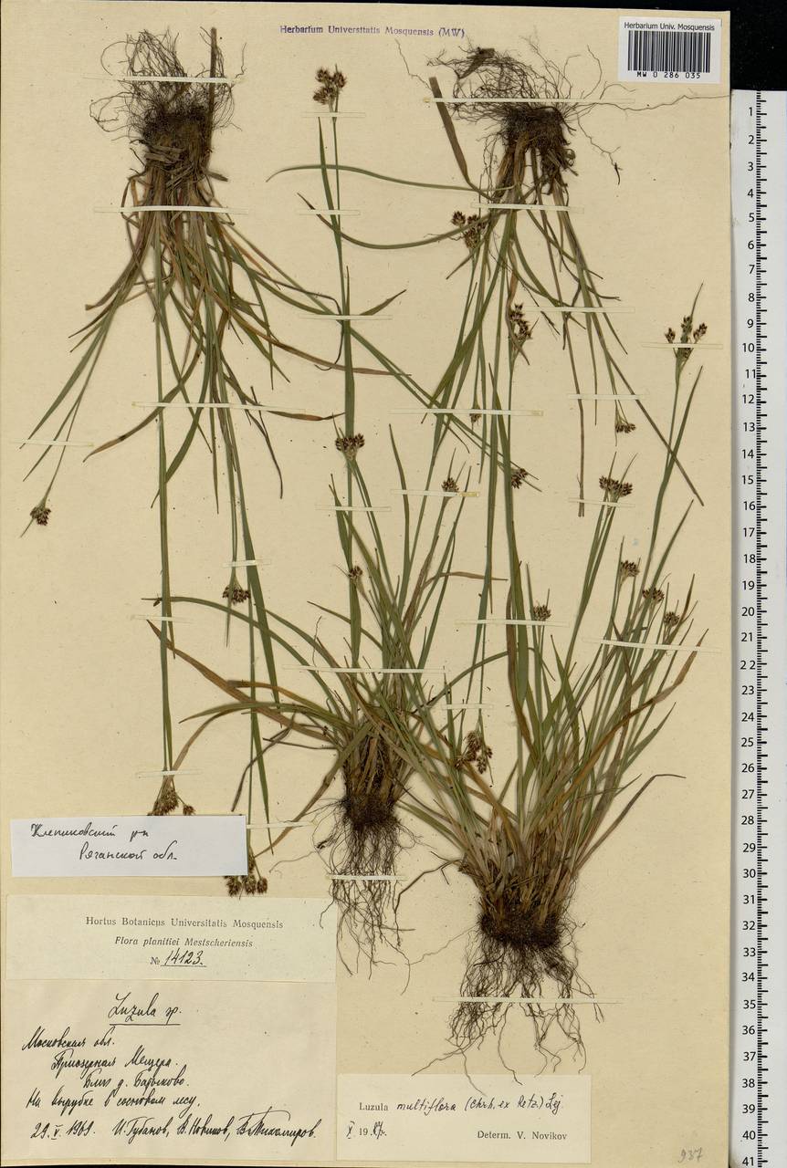 Luzula multiflora (Ehrh.) Lej., Eastern Europe, Central region (E4) (Russia)