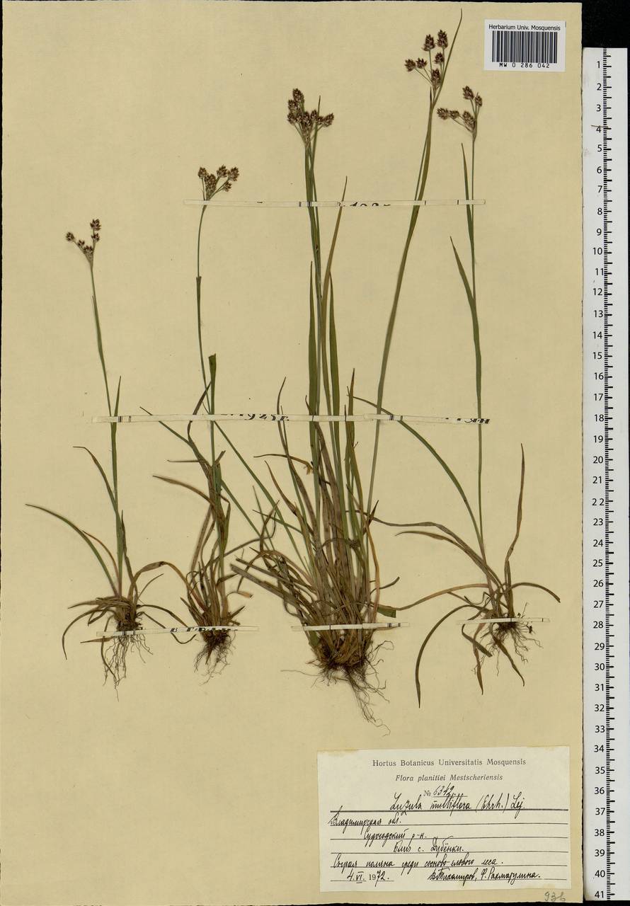 Luzula multiflora (Ehrh.) Lej., Eastern Europe, Central region (E4) (Russia)