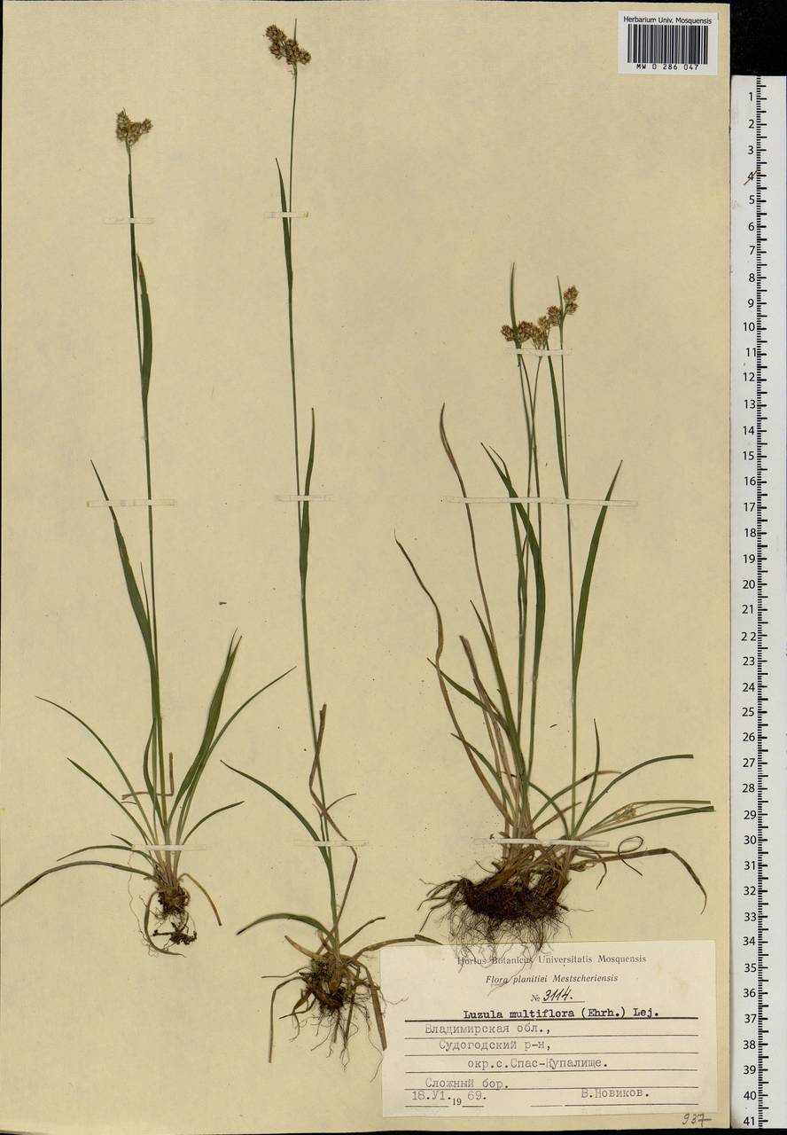 Luzula multiflora (Ehrh.) Lej., Eastern Europe, Central region (E4) (Russia)