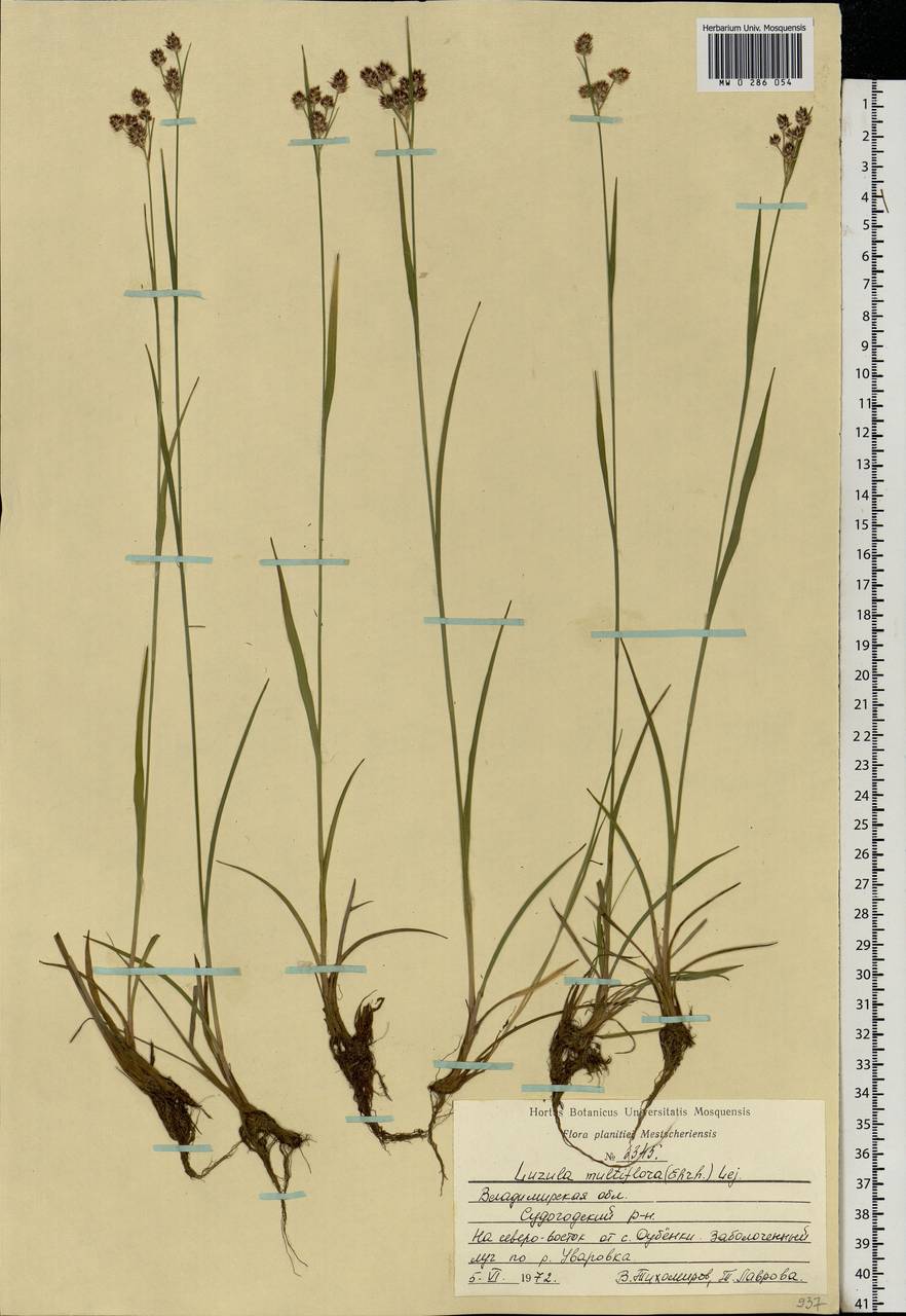 Luzula multiflora (Ehrh.) Lej., Eastern Europe, Central region (E4) (Russia)