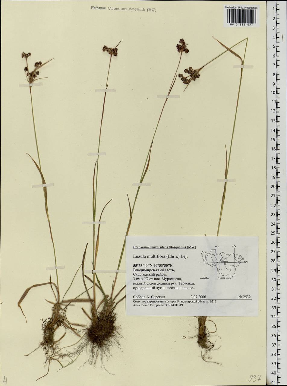 Luzula multiflora (Ehrh.) Lej., Eastern Europe, Central region (E4) (Russia)