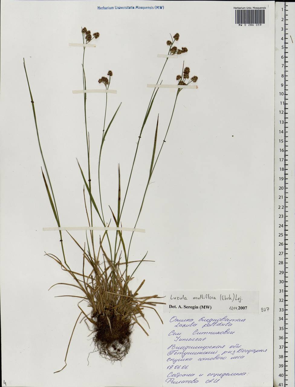 Luzula multiflora (Ehrh.) Lej., Eastern Europe, Central region (E4) (Russia)