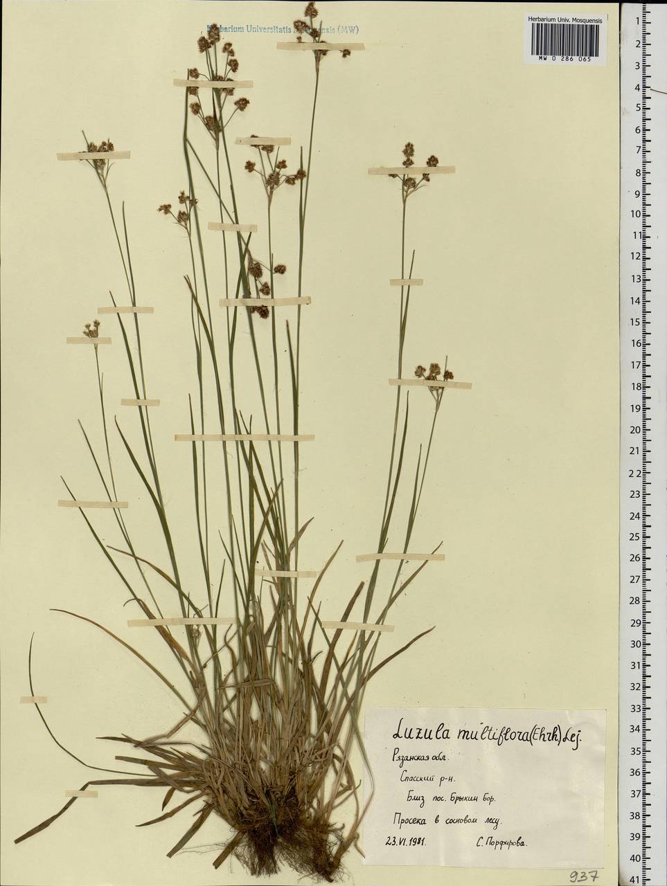 Luzula multiflora (Ehrh.) Lej., Eastern Europe, Central region (E4) (Russia)