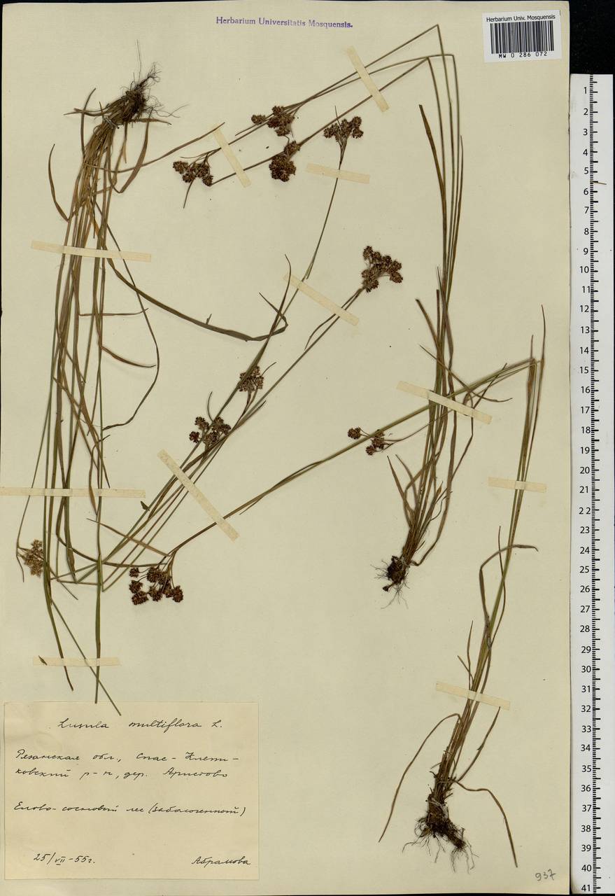 Luzula multiflora (Ehrh.) Lej., Eastern Europe, Central region (E4) (Russia)