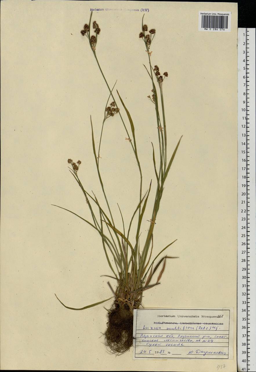 Luzula multiflora (Ehrh.) Lej., Eastern Europe, Central region (E4) (Russia)