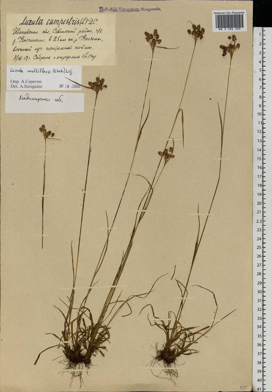 Luzula multiflora (Ehrh.) Lej., Eastern Europe, Central region (E4) (Russia)
