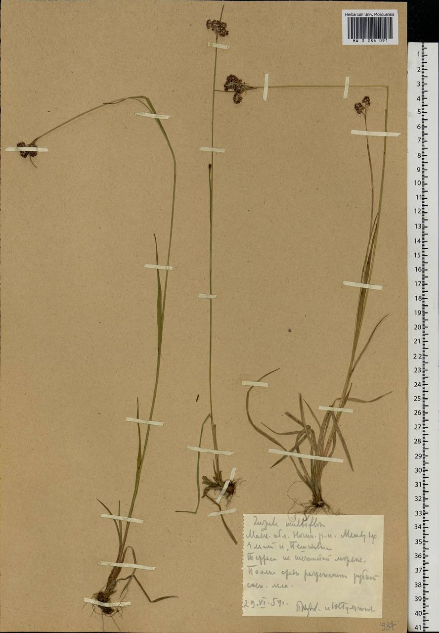 Luzula multiflora (Ehrh.) Lej., Eastern Europe, Moscow region (E4a) (Russia)