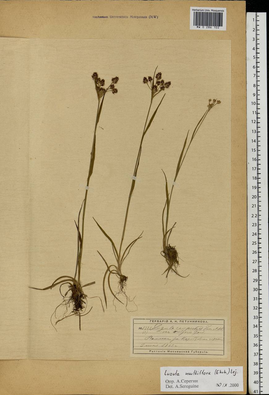 Luzula multiflora (Ehrh.) Lej., Eastern Europe, Moscow region (E4a) (Russia)