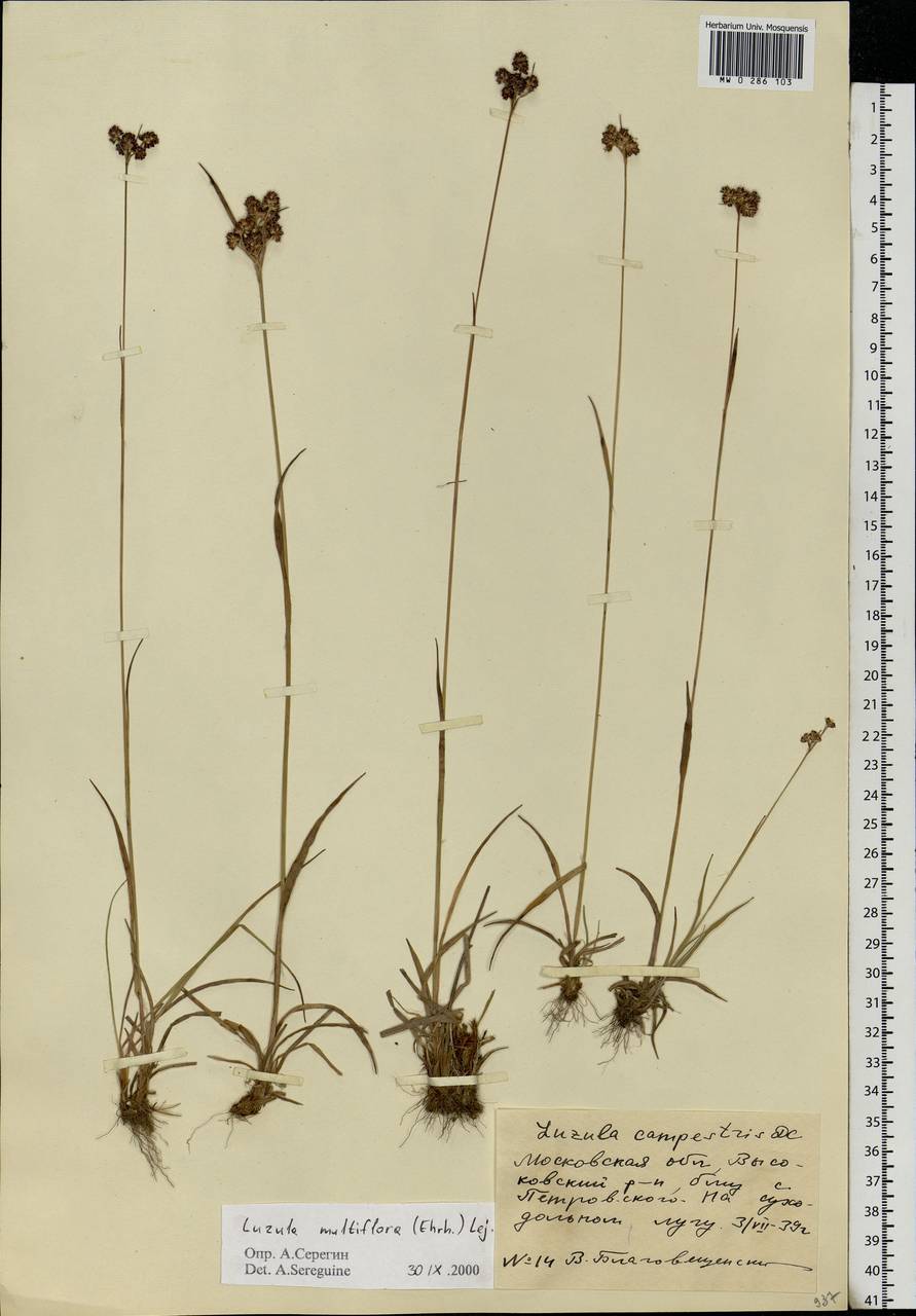 Luzula multiflora (Ehrh.) Lej., Eastern Europe, Moscow region (E4a) (Russia)